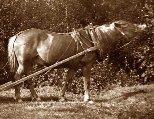 Häst 1910